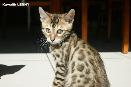 CHATON BROWN à rosettes